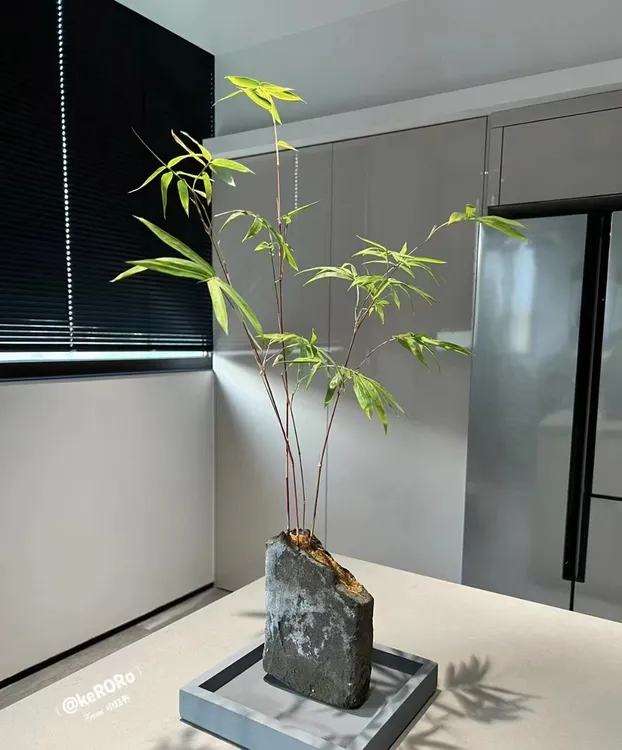 红观音竹盆栽水培室内外书房办公绿植禅意灵动竹子名贵阳台好养