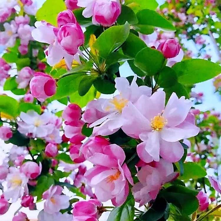 海棠树苗南北方种植地栽西府海棠开花庭院风景树春季粉色栽培