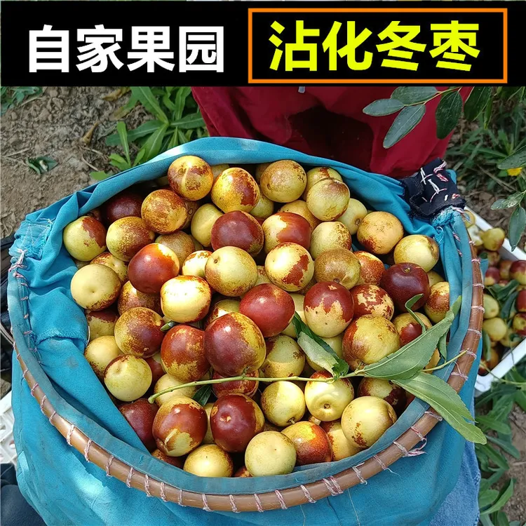 【自家果园】沾化头茬冬枣现摘现发当季新鲜脆甜多汁1/5斤脆枣鲜枣