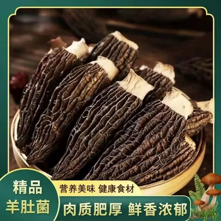 豪媳妇（高山羊肚菌）高山羊肚菌鲜香甄选美味新鲜煲汤食材