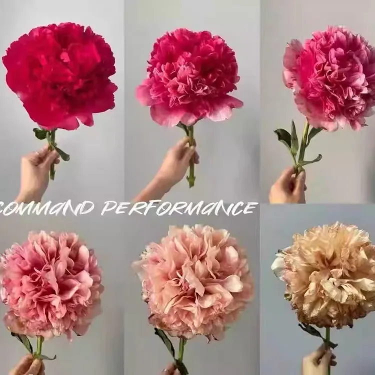 千层重瓣芍药花【御前表演】变色芍药花