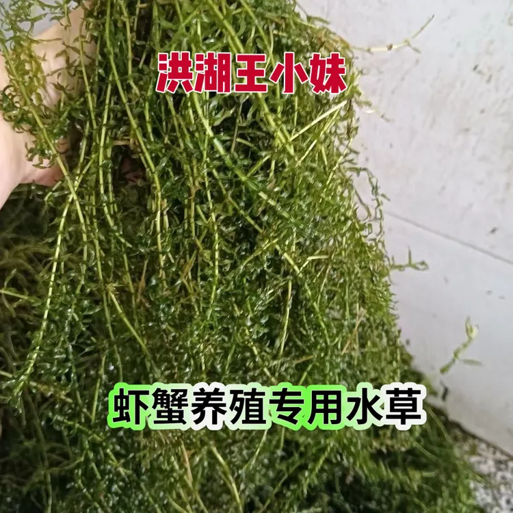 伊乐藻吃不败鱼虾蟹养殖用水草低温速成活鲜草包邮