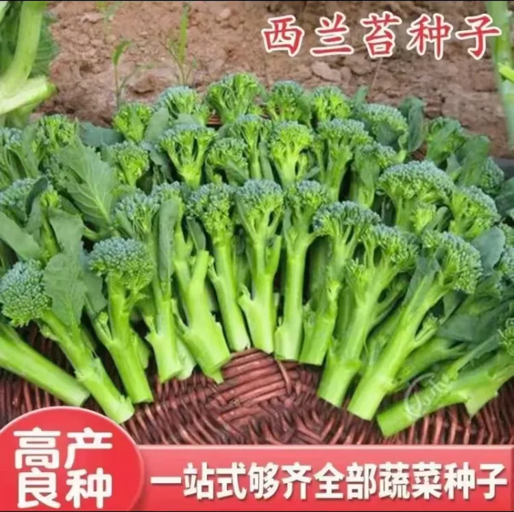 【西兰苔种子】菜苔种子蔬菜种子油菜芯籽四季种植盆栽
