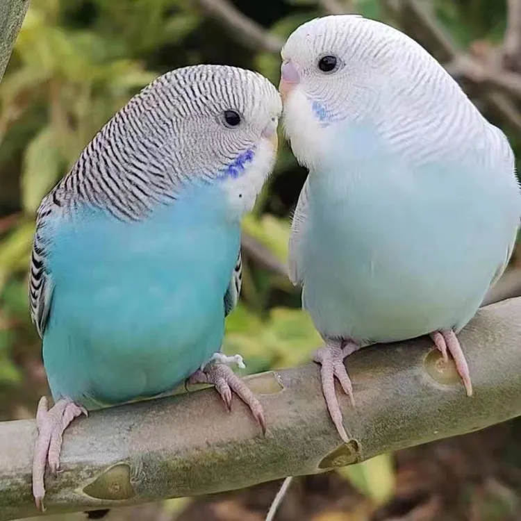 彩色虎皮鹦鹉观赏小鸟可上手亲人颜色公母可选家养萌宠