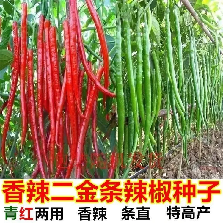 新种超辣长早中熟香辣2荆条线椒辣味浓香分枝强耐寒耐旱丰产稳产