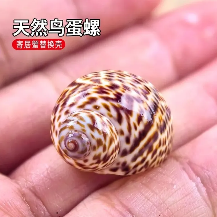 纯天然海螺壳条纹螺卷贝寄居蟹鱼缸DIY造景可爱装饰寄居蟹壳替换