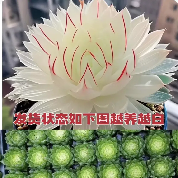【蛇年】新品白娘子玉露多肉植物盆栽新手好养肉肉办公室阳台花卉