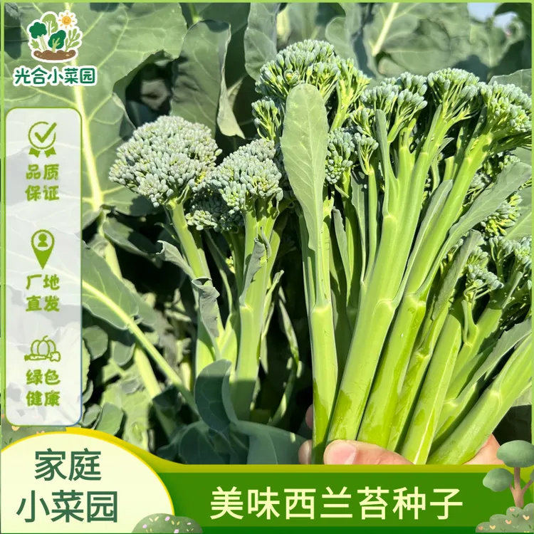 西兰苔种子青花菜花椰菜西兰花芥兰种籽芥蓝菜苔四季阳台盆栽种植