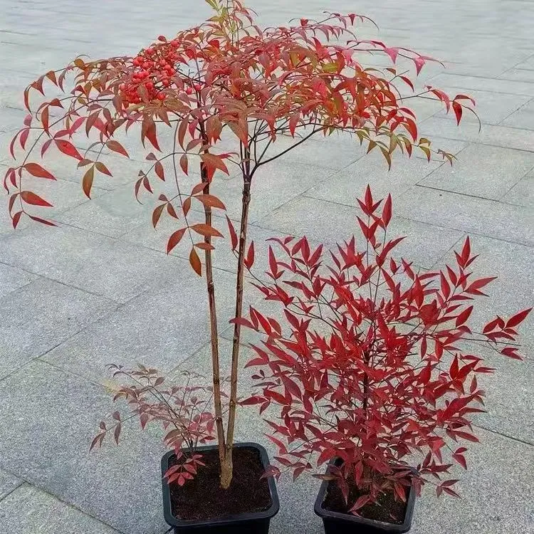 火焰南天竹树苗水培盆景结果植物耐寒叶片冬红春绿可室内外种植