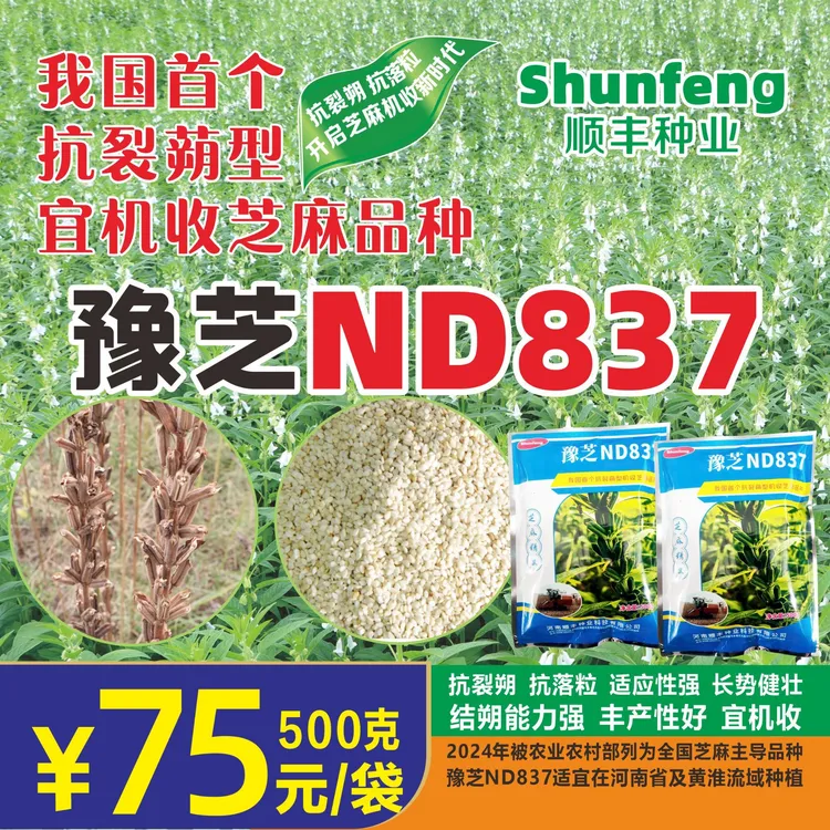 豫芝ND837宜机收芝麻品种芝麻种子