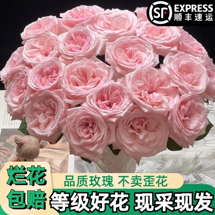 A【粉荔枝】粉色玫瑰鲜花朵插花束鲜切花卉云南基地大花浓香】顺丰