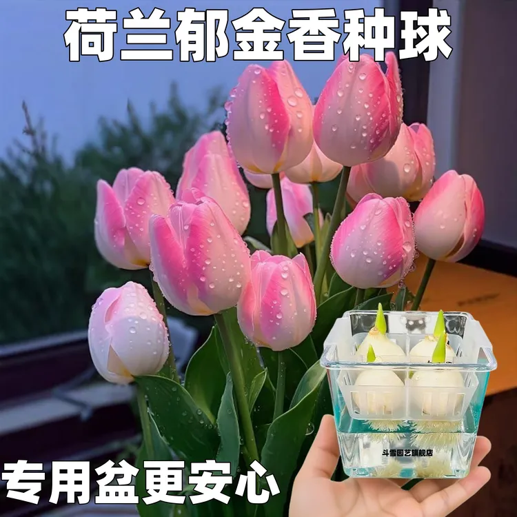 郁金香种球郁金香定值盆郁金香种子非水培球郁金香大种球郁金香花