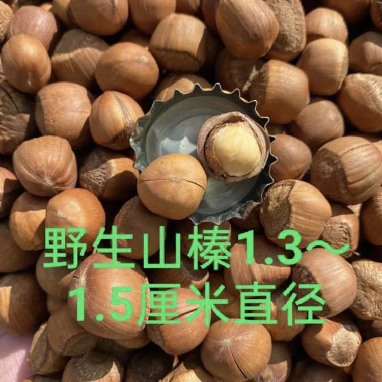 东北山榛子！（熟）（下单送工具夹一个）：2斤～5斤！带工具一个
