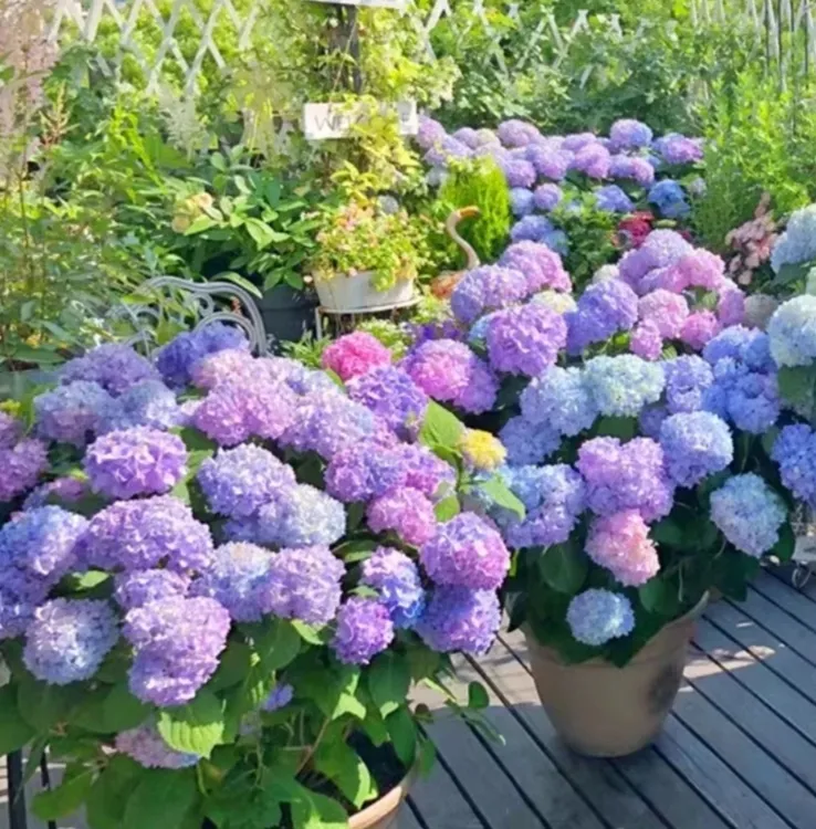 【炫彩无尽夏】绣球花露天苗老桩不带花[已发货不支持仅退款和拒收]