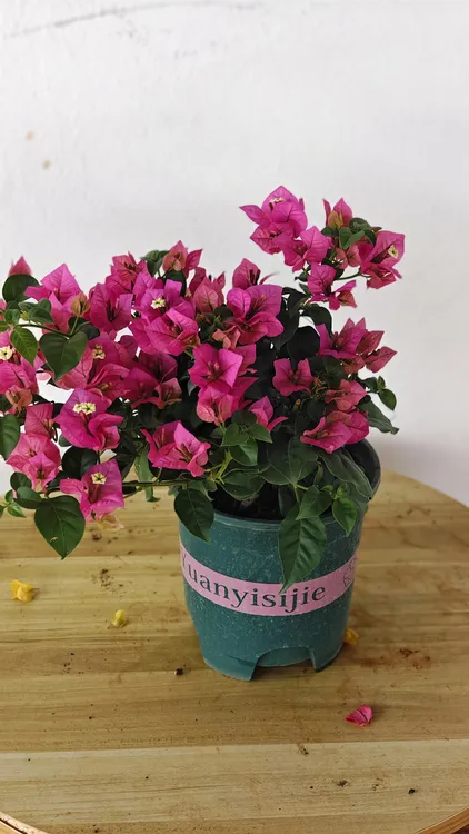 苹安（为君开专利） 勤花 苹果花后代