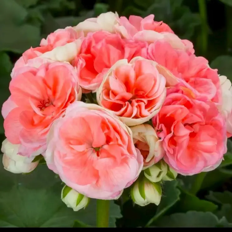 瑞典玫瑰小姐 矮颗重瓣直立天竺葵