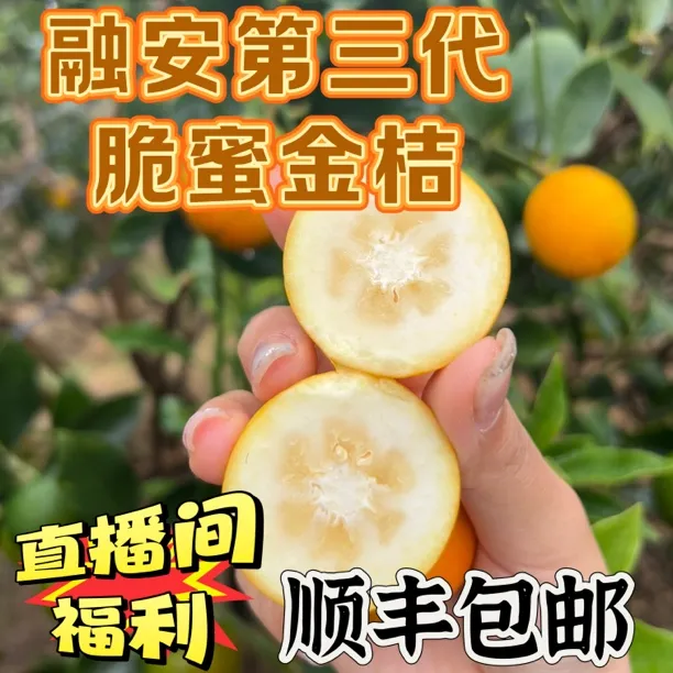 【新店开业福利】广西融安脆蜜第三代金桔新鲜当季水果无酸脆甜可口