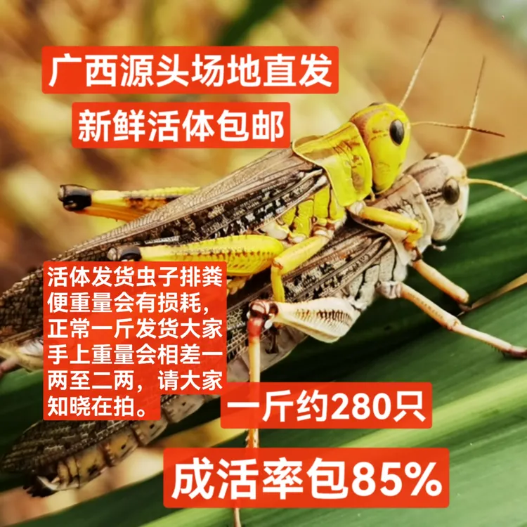 新鲜活体蝗虫现抓发货油炸的椒盐蝗虫美味好吃下酒菜顺丰快递包邮