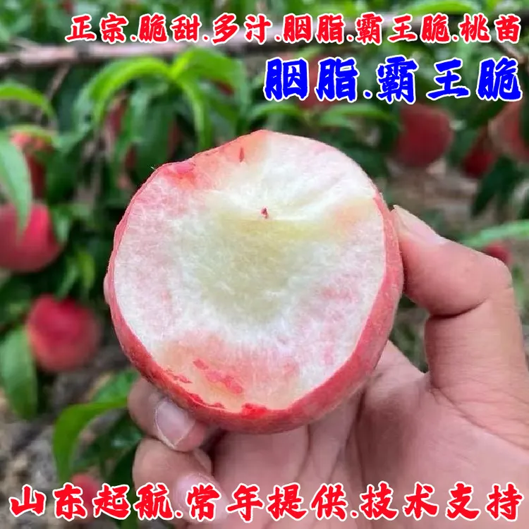 嫁接桃树果苗早熟胭脂霸王脆桃树苗红不软桃苗庭院盆栽南北方种植