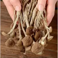正宗农家茶树菇干货 JN