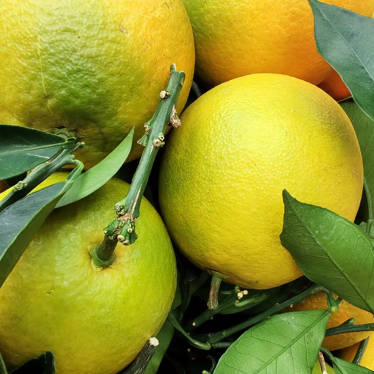 长寿麻阳麻阳冰糖橙