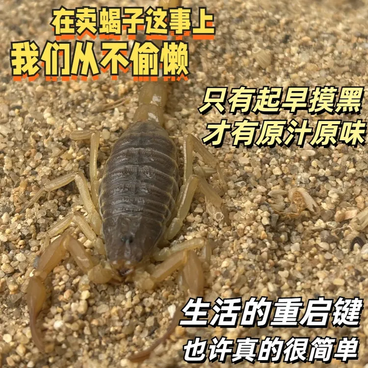 【按斤包活活蝎子】实惠药蝎子野十足全蝎煲汤入药油炸泡酒食用药用