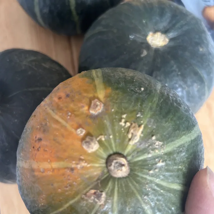 黑龙江南瓜糯香甜板栗味宝宝辅食粗粮小南瓜