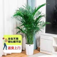 【顺丰上门】1.6-1.7米富贵椰子大型绿植室内客厅办公室好养活过冬