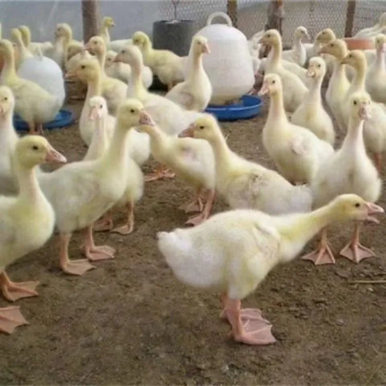 一斤以上大白鹅宠物顺丰包邮送货到家