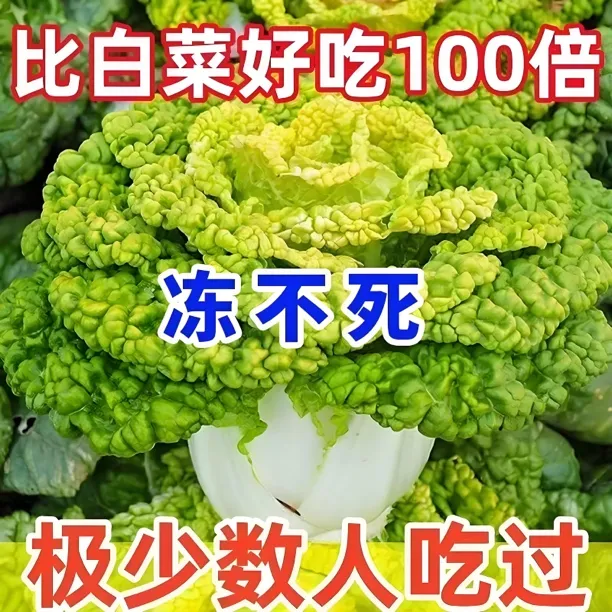 黄心乌塌菜种子黄金乌黄心菜菊花心菜籽耐热抗病四季耐寒蔬菜种子