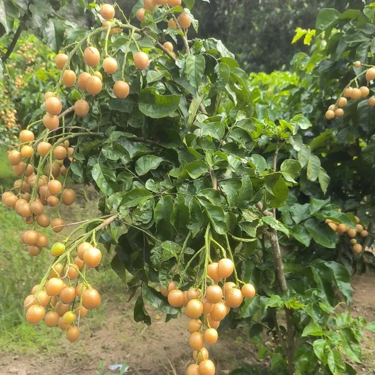 黑金刚黄皮苗带果无纺布袋包邮