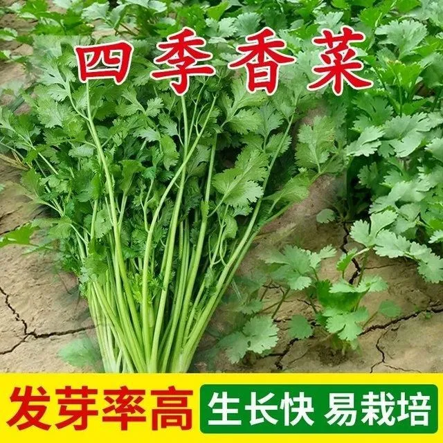 香菜种子四季易种耐热耐抽苔阳台盆栽蔬菜种子大全农家大叶香菜