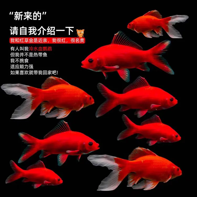 血红冷水鹦鹉鱼好养耐活黑眼淡水招财观赏鱼纯红玻璃冷水鱼观赏鱼