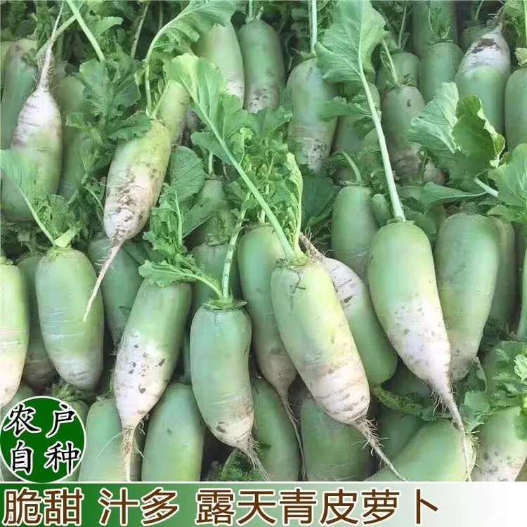 现拔新鲜青萝卜农家自种山地青萝卜炒菜凉拌生吃腌菜必备