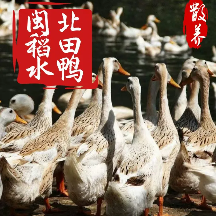【闽北稻田水鸭】福建南平农家散养稻田稻水鸭放养老鸭土鸭顺丰包邮