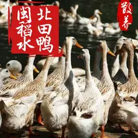 【闽北稻田水鸭】福建南平农家散养稻田稻水鸭放养老鸭土鸭顺丰包邮