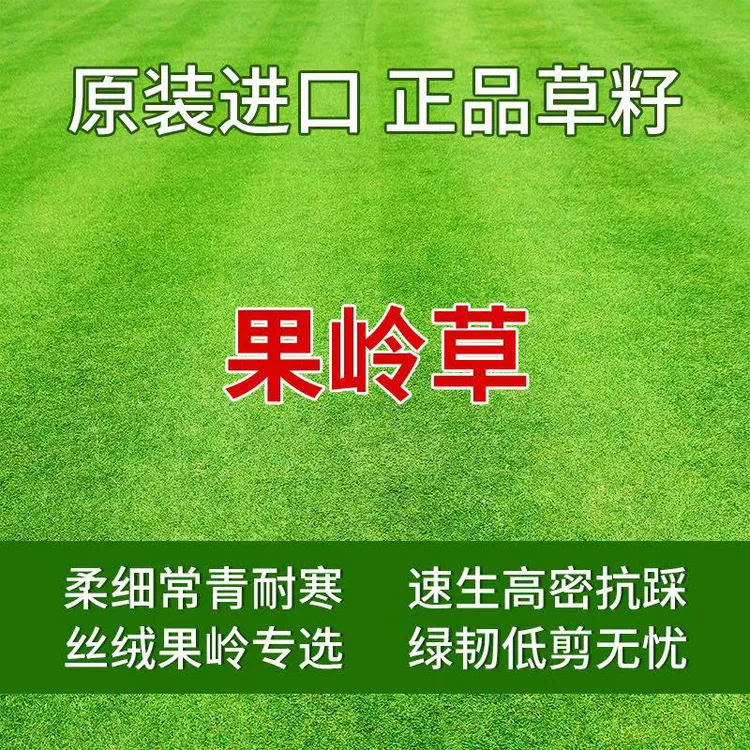 【庭院果岭草】种子四季常青耐热耐旱耐寒耐阴绿化护坡草皮草籽草种