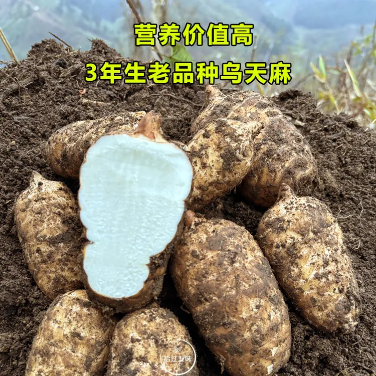 正宗昭通小草坝新鲜天麻产地直发老品种高山乌天麻3年生长周期