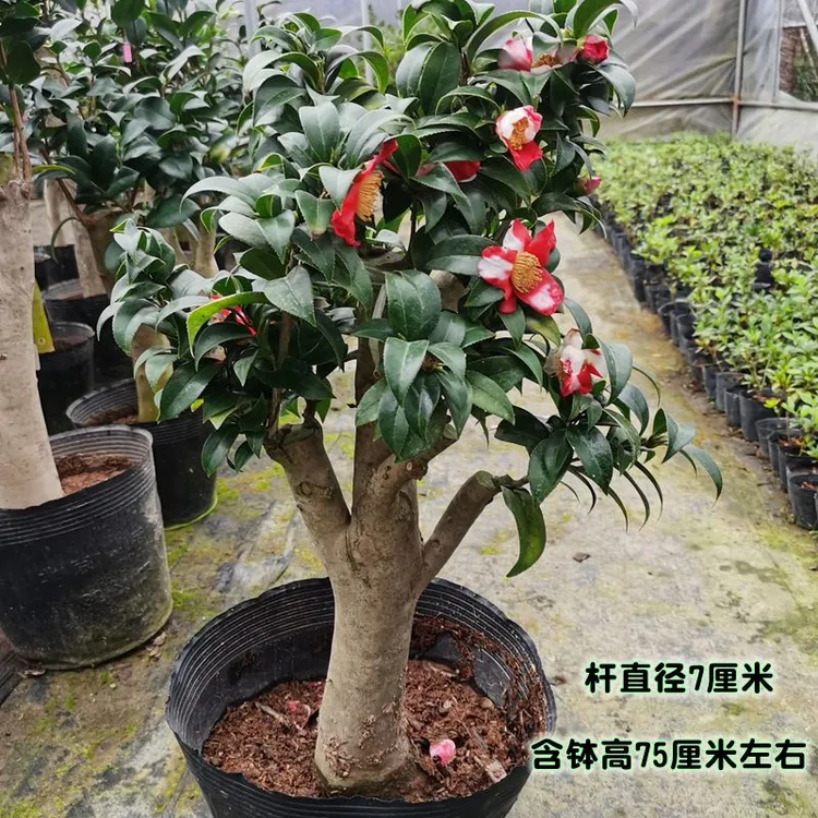 名贵山茶花树苗精品嫁接老树桩好养护带花苞庭院别墅四季常青