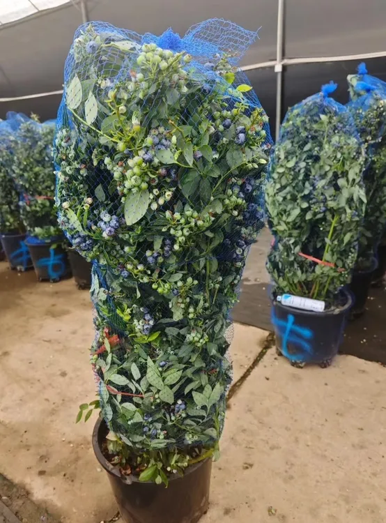 【现挖现卖】大树苗支持一物一拍