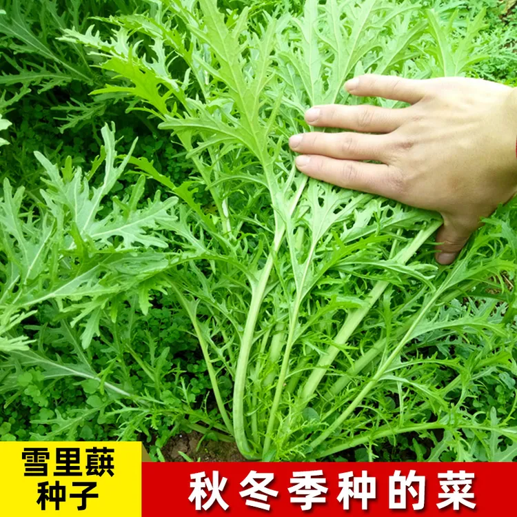 雪里蕻种子细叶雪里红菜种籽四季酸菜咸菜腌菜雪菜青菜蔬菜种子籽