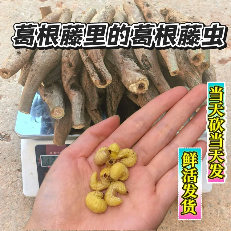 葛根藤虫可油炸藤虫茧鲜活葛藤虫葛麻虫葛根虫高蛋白高营养葛根藤