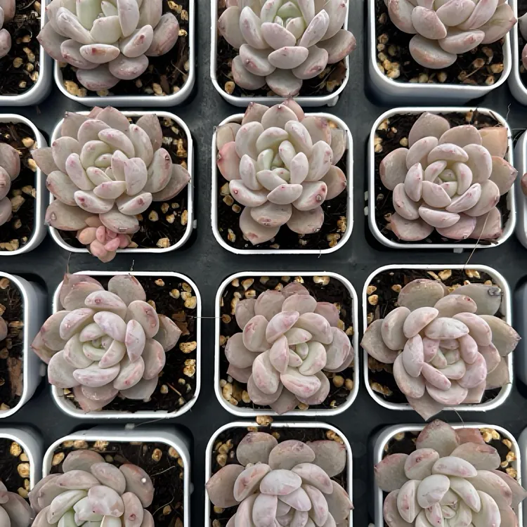 【满十元包邮】5.2厘米盆多肉植物小多肉精控小多肉含盆含土发货