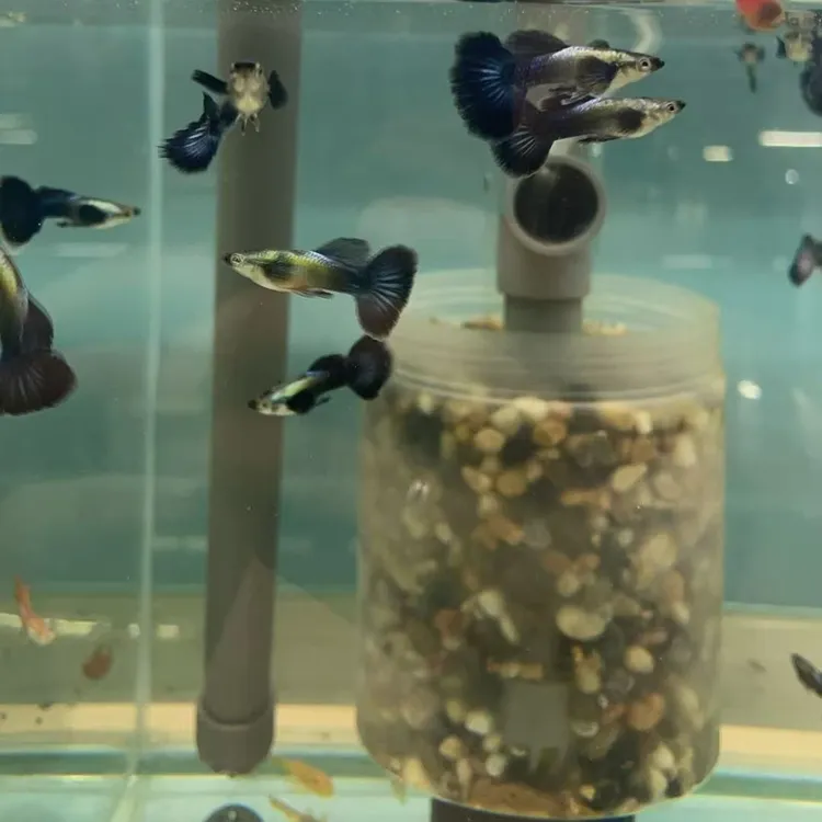 紫罗兰大耳孔雀鱼