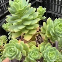 绿蔷薇 多肉植物 新手好养（全店满9.99包邮）
