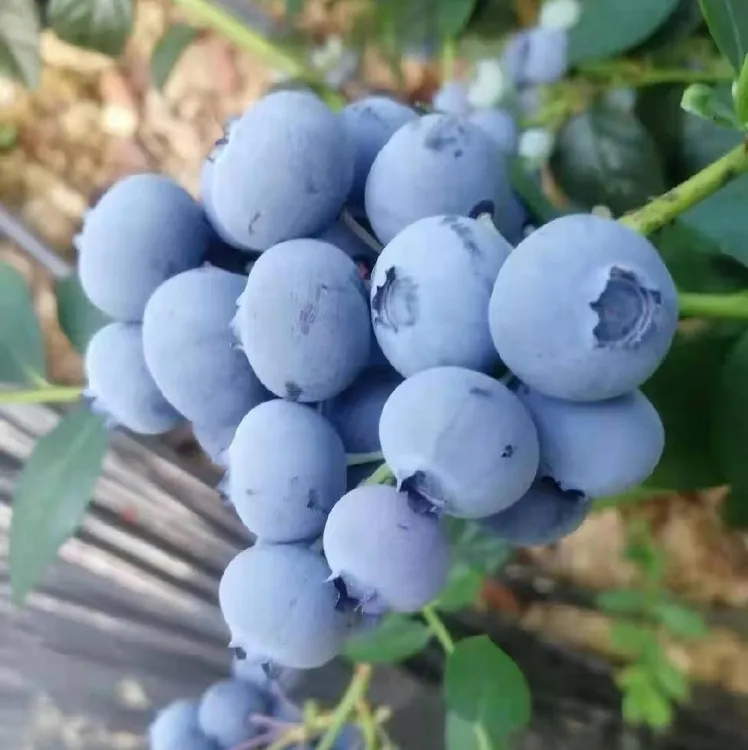 【顺丰包邮】新鲜蓝莓18mm+现摘现发特大果高山蓝莓脆甜花香蓝莓