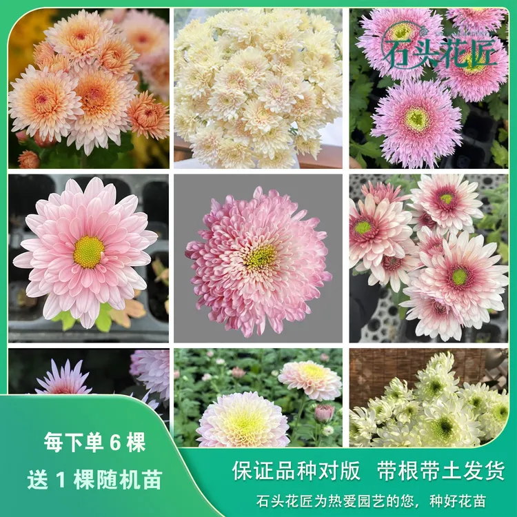 石头花匠皇后 卡林巴三文鱼 大花切花菊雏菊苗多年生宿根盆栽