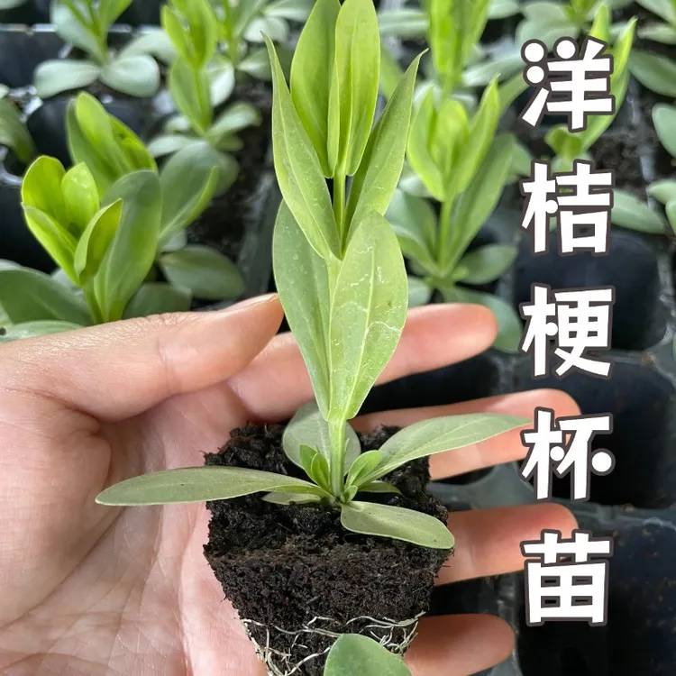 6颗大苗云南重瓣洋桔梗花苗多年生易养活庭院阳台四季开花花卉