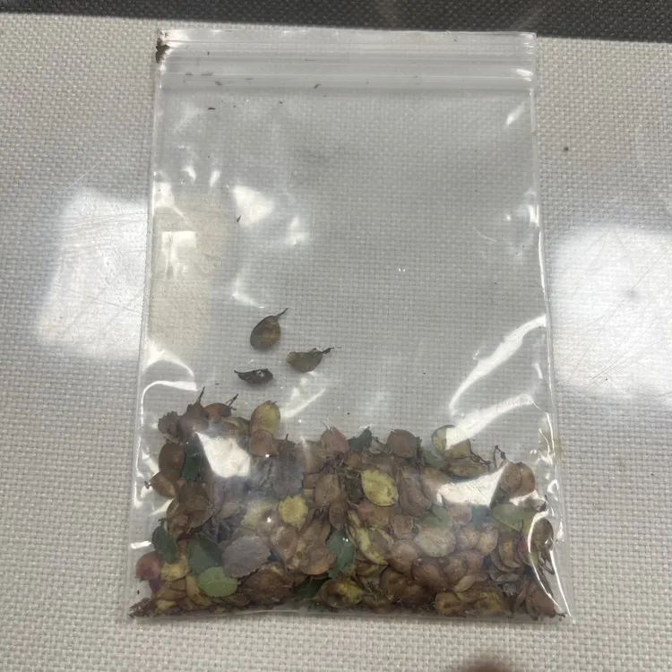 5号榆树。 盆栽花卉