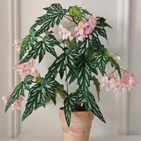 （拍三送一）鳟鱼进口秋海棠ins风网红绿植盆栽室内阳台客厅花卉